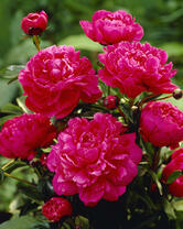 Без бренда «2KMB-4036» в Ставрополе