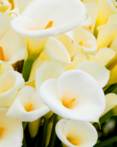 Без бренда «Белые каллы» в Ставрополе