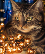 Без бренда «2KXSB-0678» в Ставрополе