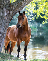 Без бренда «Коробка 20 шт: Лошадь у дерева» в Ставрополе
