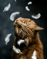 Без бренда «Кот среди перышек» в Ставрополе