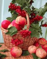 Без бренда «Плетёная корзина с калиной и яблоками» в Ставрополе в интернет-магазине  Без бренда «Плетёная корзина с калиной и яблоками» в Ставрополе