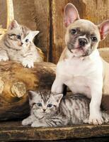 Без бренда «Милый щенок французского бульдога и два котёнка» в Ставрополе в интернет-магазине  Без бренда «Милый щенок французского бульдога и два котёнка» в Ставрополе