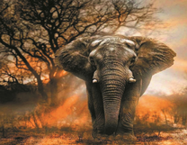 Большой слон в солнечных лучах