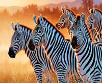 Зебры на закате