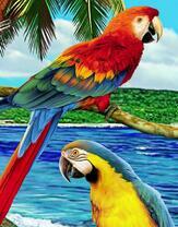 Красно-желтые попугаи на фоне моря