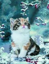 Котенок на снегу под калиной